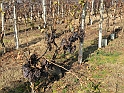 Campagna in autunno 3246.Uva non maturata